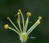 Male Flower-9 stamens